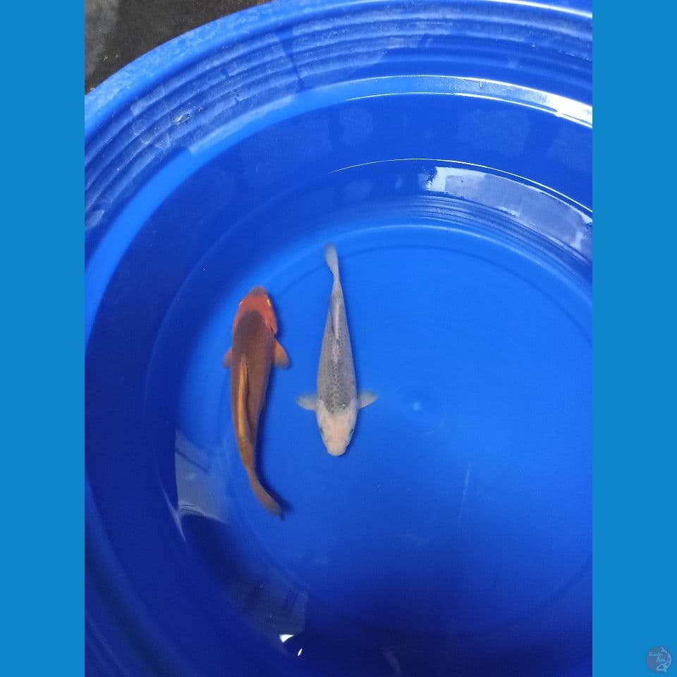 Karamel/Soramel Madina Azis Calon Jumbo Male 22-24cm™