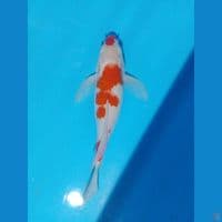 koahaku selayer 30 cm 