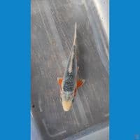 Asagi 15cm 