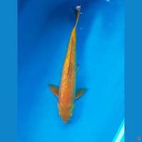 karasi 46cm 