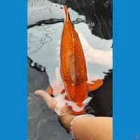 karamel 43 cm jantan