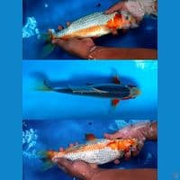 Asagi Sq 35cm Male