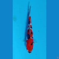 showa sq 17cm