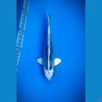 Gin matsuba bahan 18cm