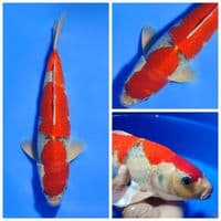 SUPER RED GHOSIKI SHOW QUALITY 39CM MALE