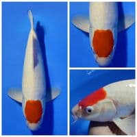 TANCHO KOHAKU ORIGINAL SHOW QUALITY JANTAN 42CM