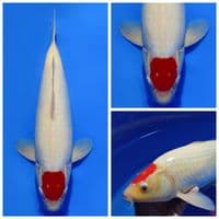 TANCHO KOHAKU ORIGINAL BODY TEBAL BERPUNUK CALON JUMBO 44CM