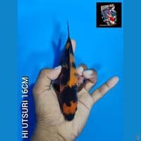 MINION HI UTSURI BAHAN KEEPING 16CM