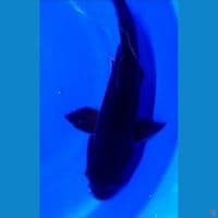 47cm karasu pekat male