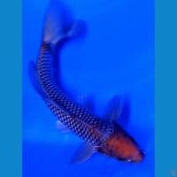 27cm tanco ochiba sigure