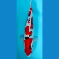 sanke 40cm