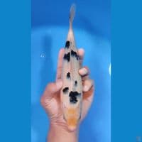 BEKKO 25CM - MALE 