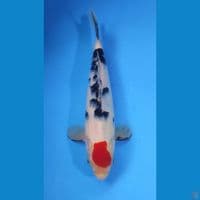 TC SANKE ORIGINAL 25CM - MALE 