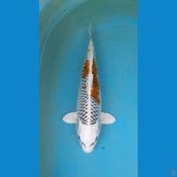 kujaku 45 bu female hikari tebal cocok buat indukan