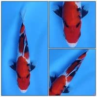 SHOWA BAHAN KEEP HALUS TATEGOI 23CM