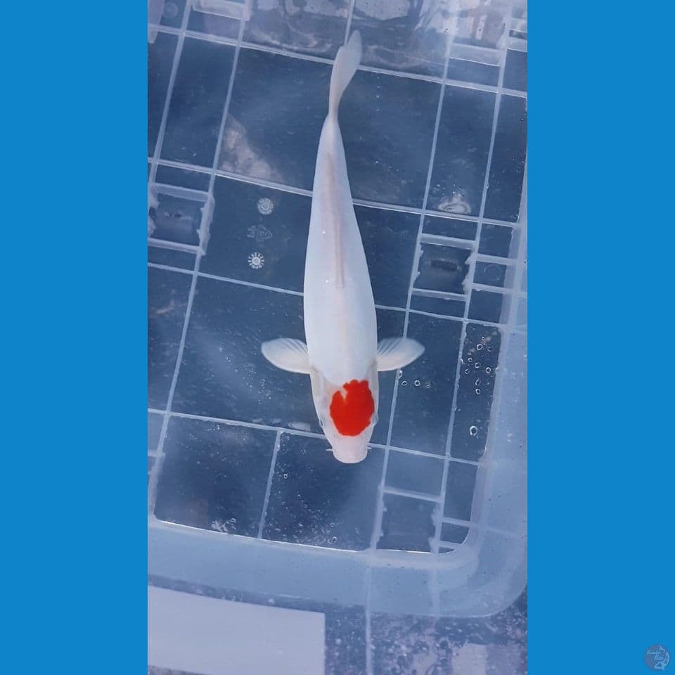 TANCHO KOHAKU DOIT 39CM