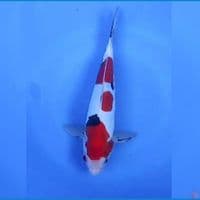 Sanke Doitsu HQ Male 30cm™
