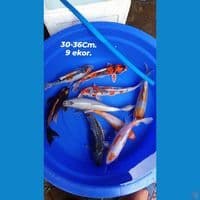 paket Cantik 30-36Cm. 