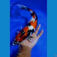 showa original 40 cm 
