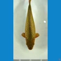 chagoi full ginrin berpunuk dan bulky 26 cm