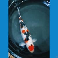 Maruten Sanke 38 cm