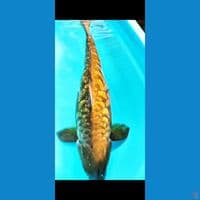 GOLDEN GOLD SISIK NAGA (keturunan import)