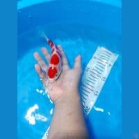 Maruten Kohaku 18cm