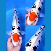 TANCHO BENIKUMONRYU 41 CM