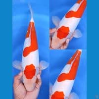 KOHAKU DOITSU 45 CM
