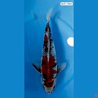 Kage Showa F35cm