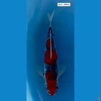 Kage Showa M30cm