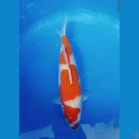 Kohaku 41 cm punuk