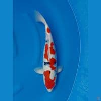 SANKE SUBOSUMI F 48CM