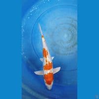 hikari gindrin 30 cm 