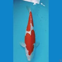 kohaku 39cm
