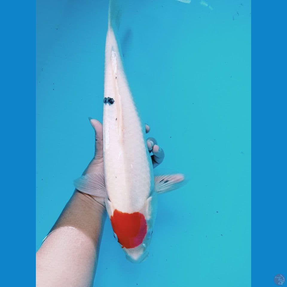 tancho sanky 38 cm jantan