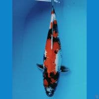 showa 45cm