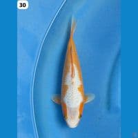 30cm - Asli Koleksi Sabikoyo Import Non Serti