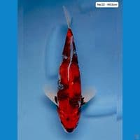 Kage Showa M33cm