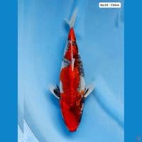 Kage Showa F34cm