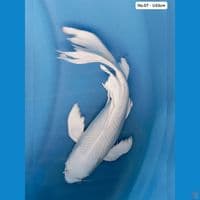 Platinum Kumpay U33cm