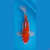 sanke SB 39 cm