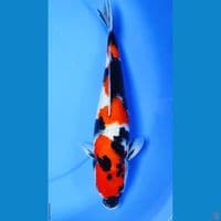 showa sanshoku 40 cm