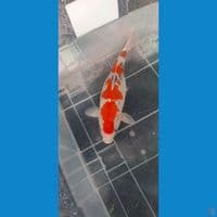 sanke subosumi 35 cm