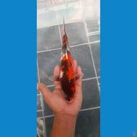 showa 25cm