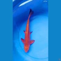 caramel jantan 32 cm