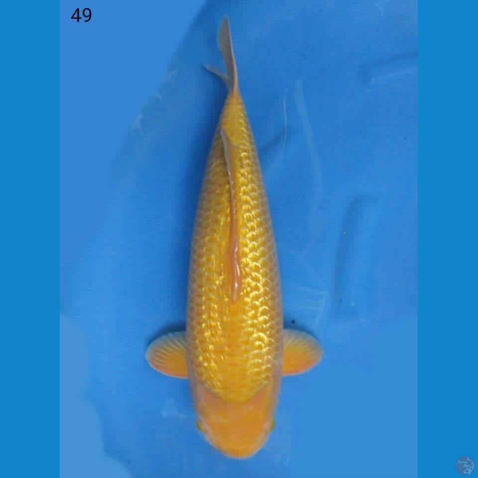 53cm  Jumbo  Karashi Gindrin Juara 1 No Bocor 