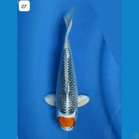 27cm Super Koleksi Tancho Kujaku ori