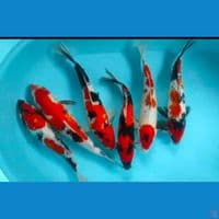 showa 30-35cm 6ekor