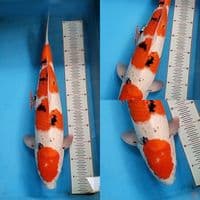 Sanke Grade A size 51 cm jantan